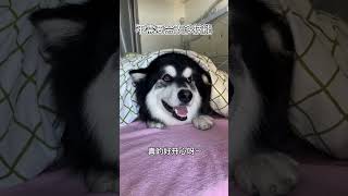 富贵：爹地好宠我 嘻嘻嘻嘻 #阿拉斯加 #阿拉富贵 #pets #狗