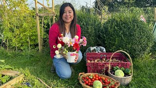 Harvesting | Gardening | September 2024 | Mamata's Essence