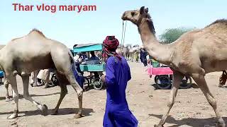 desert camle vlog#desertvillagelife #camellife #desertlife #rajistan