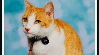 Cat who loves sneaking into school gets portrait taken on picture day 😁