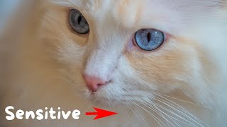 14 Cool Facts about Cat Whiskers | The Cat Butler