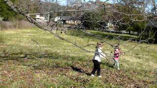 Girls shake the Pecan Tree