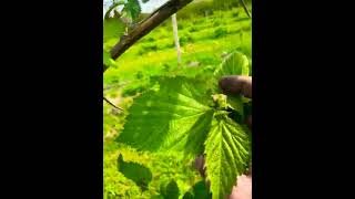 Brombeeren satt — Alte Sorte | Plantage