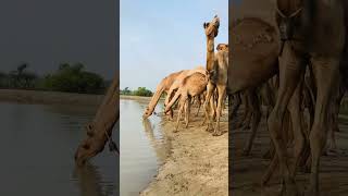 #camels #lifestyle