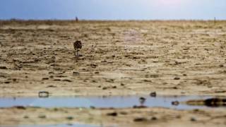 Alexandra Cousteau's Expedition Blue Planet "Death of a River: The Colorado River Delta"