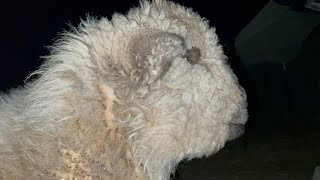 What to do when animals are scared of fireworks, and thunder. #sheep, #barnyard, #fireworks,