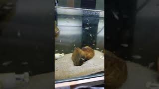 Neolamprologus caudopunctatus with fry. Update 1