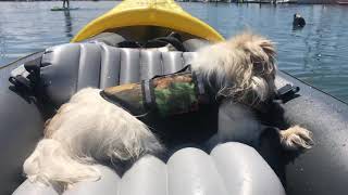 May 28, 2019 Mr Monk meets a sea lion