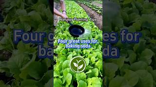 Four great uses for baking soda #shortvideo #plants #youtubeshorts #viralvideo #video #garden