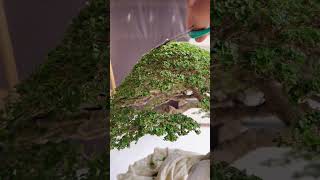 mengenal dekat tentang bonsai || #shorts