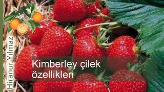 Lezzetin incisi: kimberley çileği - özellikleri ve yetiştirme ipuçlari