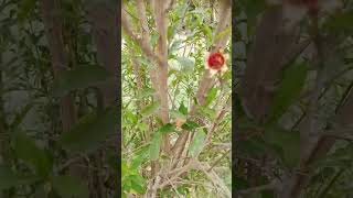 Anaar/Pomegranate growth #nature #anaar #fruit