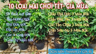 24/10. Dọn Nền Thanh Lý Giá Rẻ 10 Loại Mai Chơi Tết Ship Toàn Quốc.☎Trang 0359910781