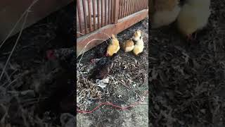 Chickens and bugs