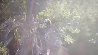 GROWLS - eagle cam...hawklet spook fledge off tree and climbs their way back up! Days 18-22