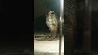 world's Biggest Snakes #ytshorts #shorts #viral