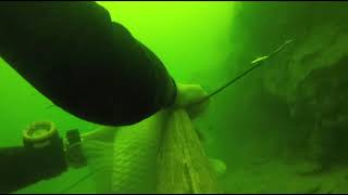 spearfishing in summer is quite more comfortable than winter