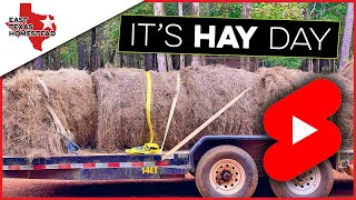 It's Hay Day! #homesteadshorts