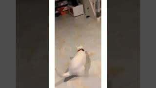 Funny dog & Cat