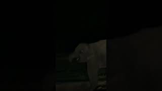 Elephant Sri Lanka Night drive #shorts