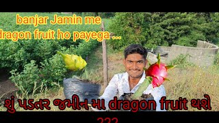 dragon fruit ko kaise lagate hain | kya hamari banjar Jamin me dragon fruit ho payega....