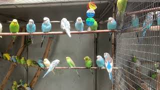 Lovely birds