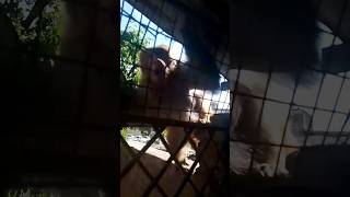 😭mar gya tha monkey muja washroom ma guss k #monkey#attack  #video #viral #youtube #shortvideo