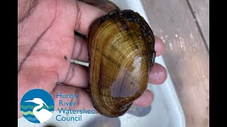 Mussel Survey Volunteer Orientation