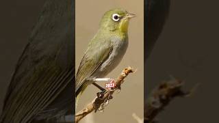 Abyssinian White-Eye VS 5000 BCE Abyssinian White-Eye. #birds