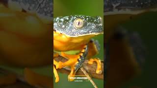 frog 🐸 lifestyle family facts full video check this channel