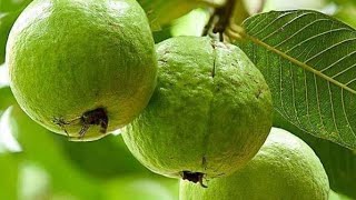 GUAVA TREE GROWING & CARE