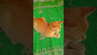 Oyen  ngapain #cat #kucing #kucinglucu #catlover