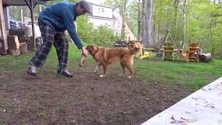 Backyard Bumper Training with Tilly (testing the new camera)