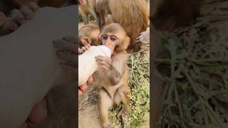 Dudhu pita bandar ka bachcha 🍼🐵#monkeyvideo #bandar #monkey 0692