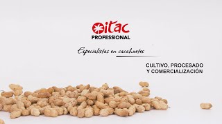 Cultivo, procesado y comercialización de cacahuete | Itac Professional