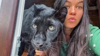 Luna the panther, Vika and Venza were left alone 🤪 Vova went on a business trip 🙈(ENG SUB)