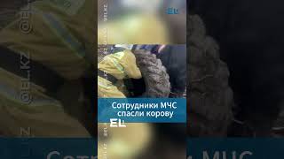 Сотрудники МЧС спасли корову, которая попала в сложную ситуацию