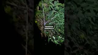 ASMR Malam Hari Di Perumahan Terbengkalai Part 1