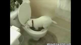 Funny white dog attacks toilet