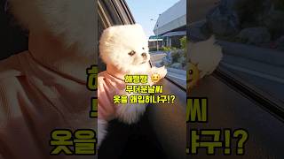 무더운날씨에도 강아지여름옷 입히는이유 #유료광고 #dogshorts #shorts #강아지옷 #강아지쿨조끼 #강아지일상 #아기강아지 #포메라니안 #귀여운강아지 #포쉬푸치 #cute