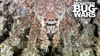 Grey Tree Runner Mantis Vs Lichen Huntsman Spider | MONSTER BUG WARS