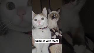 Morning Cuddles with Mom #funnyvideo #kittycat #kittens #urduvlogs