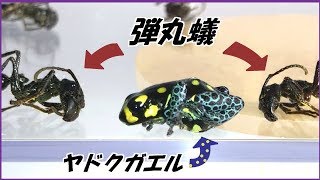 蟻戦争Ⅲ＃155 ヤドクガエルを猛毒のアリ「パラポネラ」で囲んだら、可愛すぎる結果になった。編～Bullet ants and poisonous frogs～