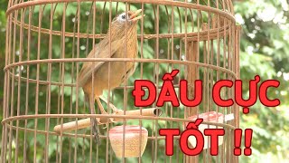 Mã số 245-Bóng booh đẹp lông mới clip đấu ở cuối video | Khải Chim Tuyên Quang