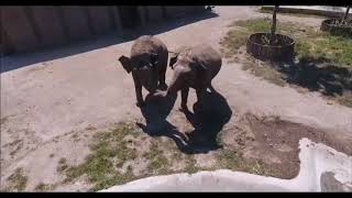 Pasqua allo Zoo di Napoli