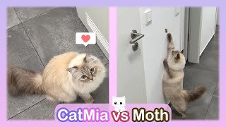 Cat reacts to a moth - CatMia