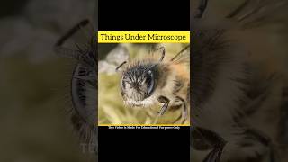 Things Under Microscope 😱😱wfe @DrasticSingh @5MinuteCraftsYouTube #shorts #viral #youtubeshorts