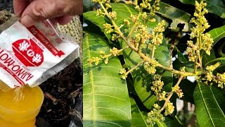 Cara membuat pohon Mangga agar lebih cepat berbuah