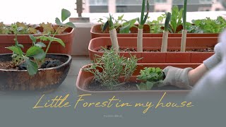 Little Forest in my house. Vlog with planting vegetables and making pasta.