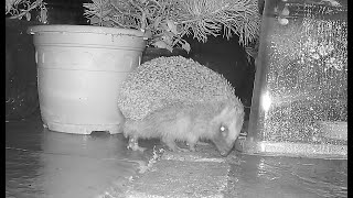 Hedgehog Feeder, East Devon, UK  -  17 September 2023